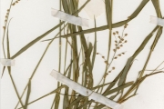 <strong>Poaceae - Eragrostis - Eragrostis turgida (Schumach.) De Wild.</strong><br />© hnb