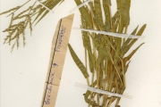 <strong>Poaceae - Brachiaria - Brachiaria lata (Schumach.) C.E.Hubb.</strong><br />© hnb