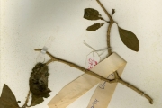 <strong>Apocynaceae - Voacanga - Voacanga africana Stapf</strong><br />© hnb