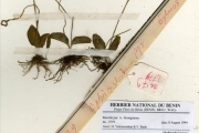 <strong>Ophioglossaceae - Ophioglossum - Ophioglossum costatum R.Br.</strong><br />© hnb