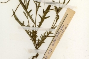 <strong>Turneraceae - Tricliceras - Tricliceras pilosum (Willd.) R.Fern.</strong><br />© hnb