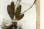 <strong>Ophioglossaceae - Ophioglossum - Ophioglossum costatum R.Br.</strong><br />© hnb