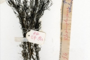 <strong>Scrophulariaceae - Rhamphicarpa - Rhamphicarpa fistulosa (Hochst.) Benth.</strong><br />© hnb
