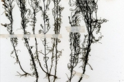 <strong>Scrophulariaceae - Rhamphicarpa - Rhamphicarpa fistulosa (Hochst.) Benth.</strong><br />© hnb