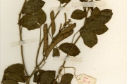 <strong>Leguminosae-Caesalpinioideae - Chamaecrista - Chamaecrista absus (L.) H.S.Irwin & Barneby</strong><br />© hnb