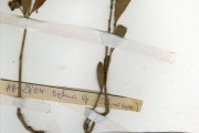 <strong>Ochnaceae - Ochna - Ochna rhizomatosa (Tiegh.) Keay</strong><br />© hnb