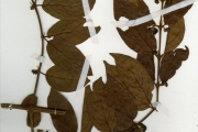 <strong>Rubiaceae - Keetia - Keetia venosa (Oliv.) Bridson</strong><br />© hnb