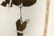 <strong>Rubiaceae - Crossopteryx - Crossopteryx febrifuga (Afzel. ex G.Don) Benth.</strong><br />© hnb