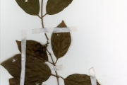<strong>Rubiaceae - Crossopteryx - Crossopteryx febrifuga (Afzel. ex G.Don) Benth.</strong><br />© hnb
