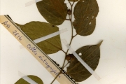 <strong>Celtidaceae - Celtis - Celtis toka (Forssk.) Hepper & J.R.I.Wood</strong><br />© hnb
