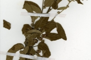 <strong>Sterculiaceae - Waltheria - Waltheria indica L.</strong><br />© hnb
