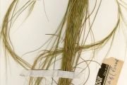 <strong>Poaceae - Aristida - Aristida kerstingii Pilg.</strong><br />© hnb