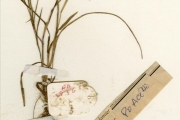 <strong>Poaceae - Digitaria - Digitaria fuscescens (C.Presl) Henrard</strong><br />© hnb