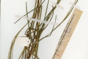 <strong>Poaceae - Digitaria - Digitaria delicatula Stapf</strong><br />© hnb