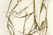 <strong>Poaceae - Digitaria - Digitaria ciliaris (Retz.) Koeler</strong><br />© hnb