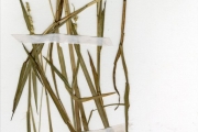 <strong>Poaceae - Anthephora - Anthephora cristata (Döll) Hack. ex De Wild. & T.Durand</strong><br />© hnb