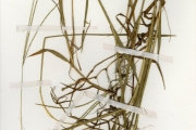 <strong>Poaceae - Digitaria - Digitaria longiflora (Retz.) Pers.</strong><br />© hnb