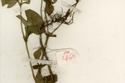<strong>Rubiaceae - Richardia - Richardia scabra L.</strong><br />© hnb