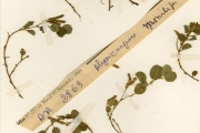 <strong>Leguminosae-Papilionoideae - Alysicarpus - Alysicarpus monilifera (L.) DC.</strong><br />© hnb