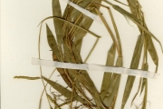 <strong>Poaceae - Brachiaria - Brachiaria stigmatisata (Mez) Stapf</strong><br />© hnb