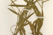 <strong>Poaceae - Brachiaria - Brachiaria stigmatisata (Mez) Stapf</strong><br />© hnb
