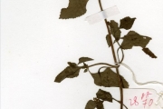 <strong>Lamiaceae - Basilicum - Basilicum polystachyon (L.) Moench</strong><br />© hnb