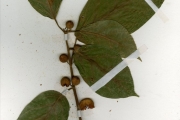 <strong>Moraceae - Ficus - Ficus dicranostyla Mildbr.</strong><br />© hnb