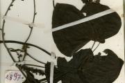 <strong>Leguminosae-Papilionoideae - Mucuna - Mucuna poggei Taub.</strong><br />© hnb