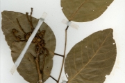 <strong>Leguminosae-Caesalpinioideae - Isoberlinia - Isoberlinia doka Craib & Stapf</strong><br />© hnb