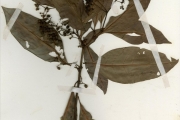 <strong>Rubiaceae - Psychotria - Psychotria calva Hiern</strong><br />© hnb