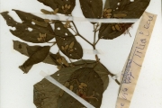 <strong>Tiliaceae - Grewia - Grewia pubescens P.Beauv.</strong><br />© hnb