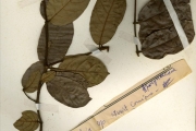 <strong>Apocynaceae - Landolphia - Landolphia calabarica (Stapf) E.A.Bruce</strong><br />© hnb