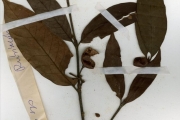 <strong>Rubiaceae - Oxyanthus - Oxyanthus racemosus (Schumach. & Thonn.) Keay</strong><br />© hnb