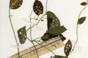 <strong>Euphorbiaceae - Tragia - Tragia laminularis Müll.Arg.</strong><br />© hnb