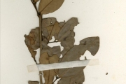 <strong>Leguminosae-Caesalpinioideae - Dialium - Dialium guineense Willd.</strong><br />© hnb