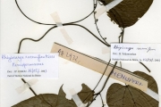 <strong>Menispermaceae - Rhigiocarya - Rhigiocarya racemifera Miers</strong><br />© hnb