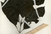 <strong>Rubiaceae - Dictyandra - Dictyandra arborescens Hook.f.</strong><br />© hnb