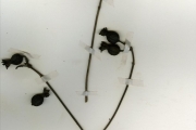 <strong>Rubiaceae - Dictyandra - Dictyandra arborescens Hook.f.</strong><br />© hnb