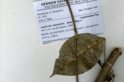 <strong>Leguminosae-Papilionoideae - Angylocalyx - Angylocalyx oligophyllus (Baker) Baker f.</strong><br />© hnb