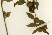 <strong>Lamiaceae - Leucas - Leucas martinicensis (Jacq.) R.Br.</strong><br />© hnb