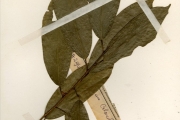 <strong>Flacourtiaceae - Oncoba - Oncoba echinata Oliv.</strong><br />© hnb