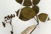 <strong>Vitaceae - Leea - Leea guineensis G.Don</strong><br />© hnb