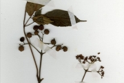 <strong>Vitaceae - Leea - Leea guineensis G.Don</strong><br />© hnb