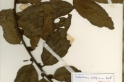 <strong>Euphorbiaceae - Anthostema - Anthostema aubryanum Baill.</strong><br />© hnb