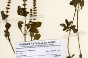 <strong>Lamiaceae - Ocimum - Ocimum americanum L.</strong><br />© hnb