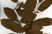 <strong>Rubiaceae - Keetia - Keetia venosa (Oliv.) Bridson</strong><br />© hnb
