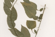 <strong>Amaranthaceae - Celosia - Celosia laxa Schum. & Thonn.</strong><br />© hnb