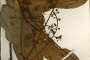 <strong>Meliaceae - Carapa - Carapa procera DC.</strong><br />© hnb