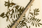 <strong>Leguminosae-Papilionoideae - Tephrosia - Tephrosia noctiflora Bojer ex Baker</strong><br />© hnb