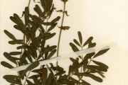 <strong>Leguminosae-Papilionoideae - Tephrosia - Tephrosia noctiflora Bojer ex Baker</strong><br />© hnb